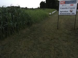 Cover photo for Summer Grasses for Grazing: Demonstration Tours