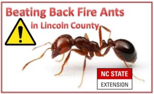 Cover photo for Controlling Fire Ants - VIDEO!