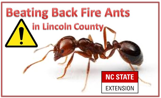 Controlling Fire Ants – VIDEO! | N.C. Cooperative Extension