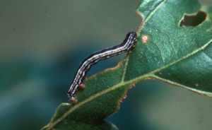 Cover photo for On–Line Local Cankerworm Training for the Public