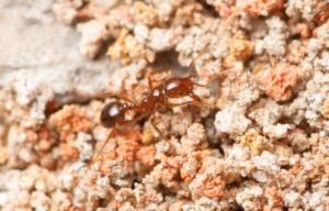 Cover photo for Do You Have Angry Fire Ants Again This Spring?