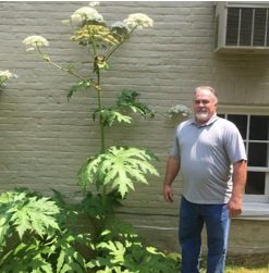 adult man standing under giant hogweed plant
