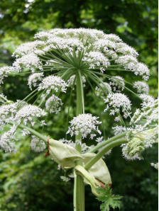 Cover photo for Giant Hogweed Concerns