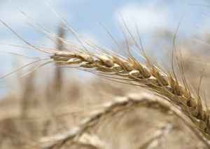 Cover photo for Winter Grain Production Meeting: Disease Management