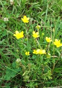 Cover photo for Pasture Weed Management