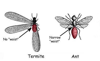 Termites Ignoring Social Distancing! | N.C. Cooperative Extension