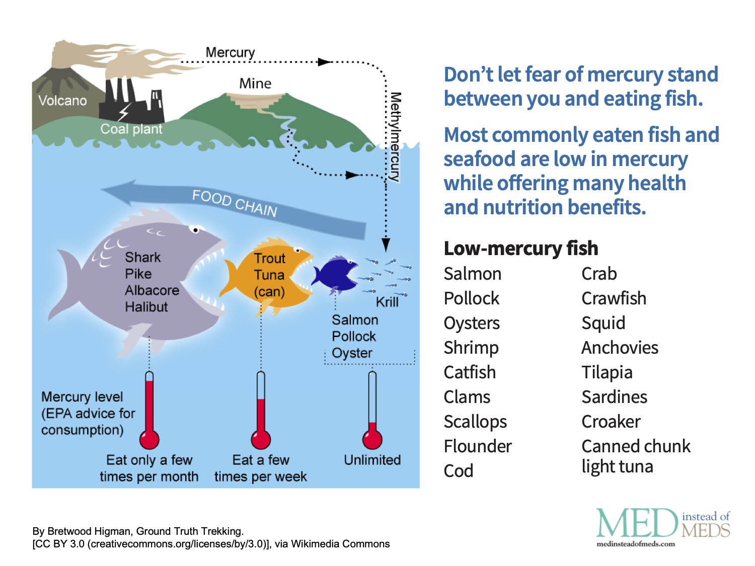 Food chain chart