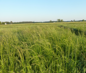 Cover photo for Video: Pre-Emergent Italian Ryegrass Control