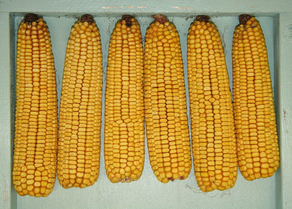 Corn Official Variety Testing Results | N.C. Cooperative Extension