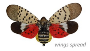 Cover photo for Lousy Lanternflies Are Lurking Closer to Lincoln!
