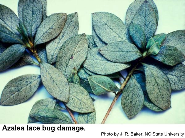 Azalea leaves that are white with azalea lace bug damage.