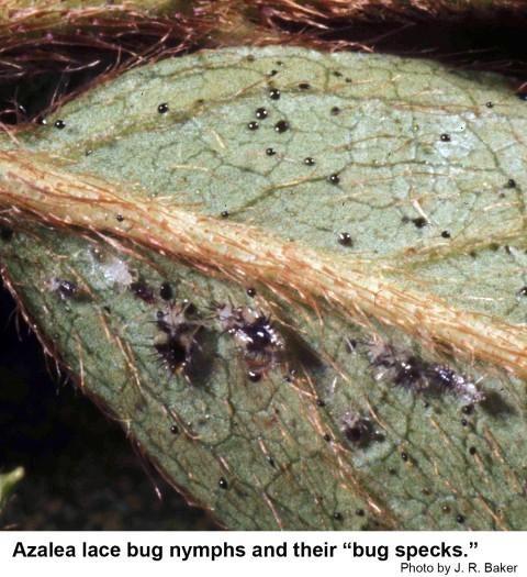 A green leaf with black specks on it. Azalea lace bug nymphs and their "bug spscks".