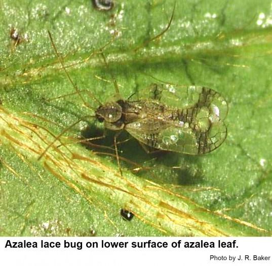 A winged bug on a leaf. It is an Azalea lace bug on lower surface of azalea leaf.