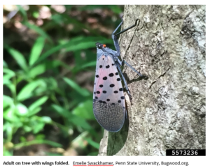 Cover photo for Lanternflies Have Arrived in NC!   Not Good News!!
