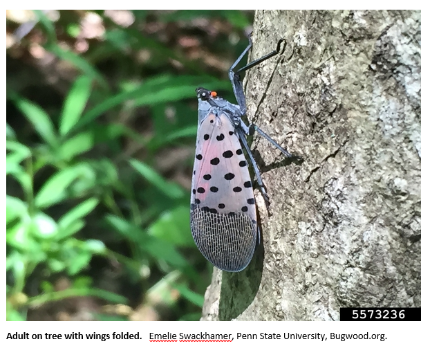 Adult Lantern fly on a tree with wings folded. It is a grey and light brown bug with long thin legs and spotted wings that become striated towards the ends.