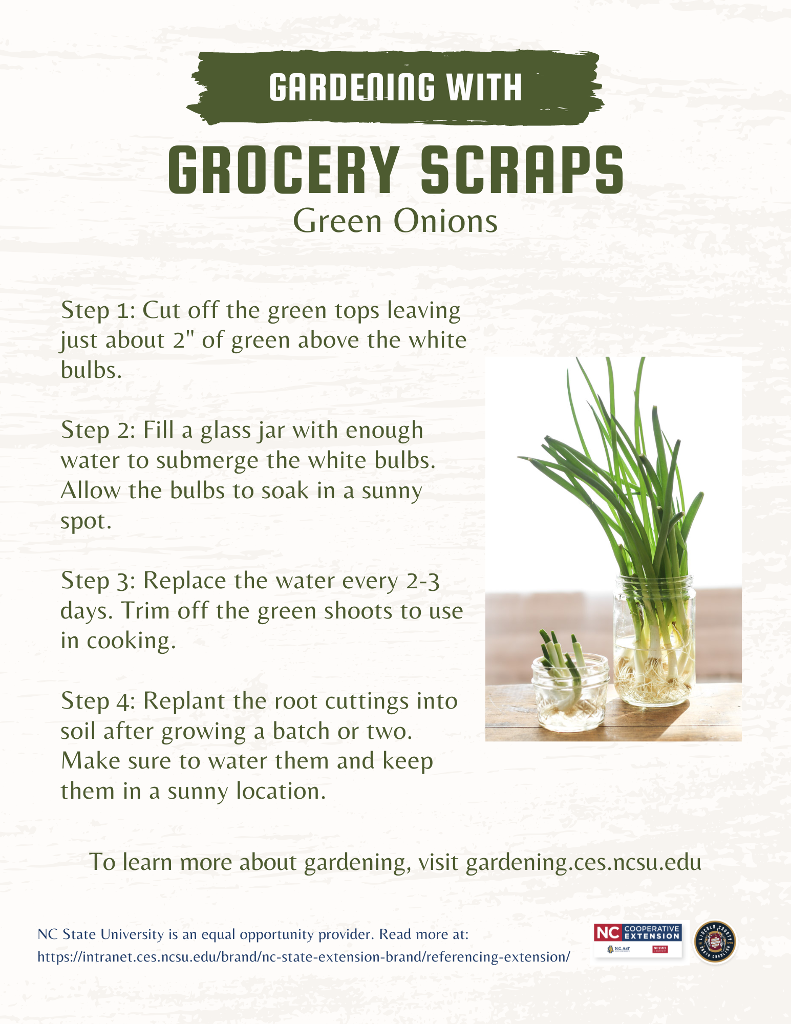 Save money and reduce waste by replanting grocery store green onions at home. 